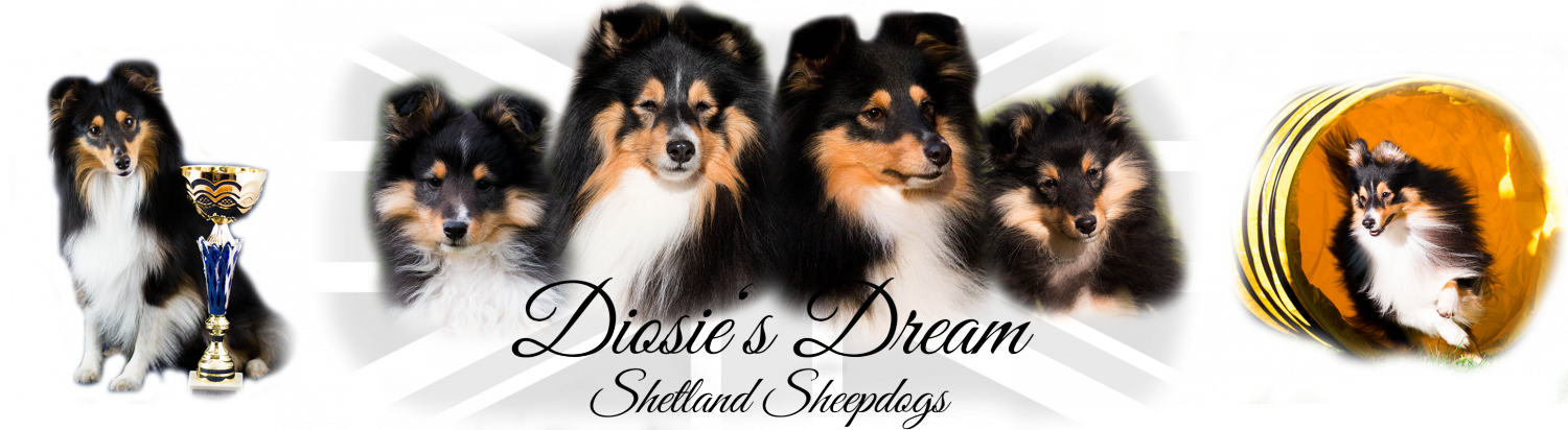 Diosies Dream Shetland Sheepdogs