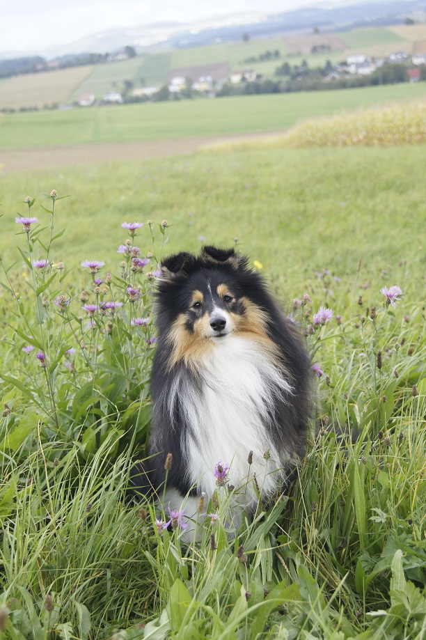 Täglicher Spaziergang