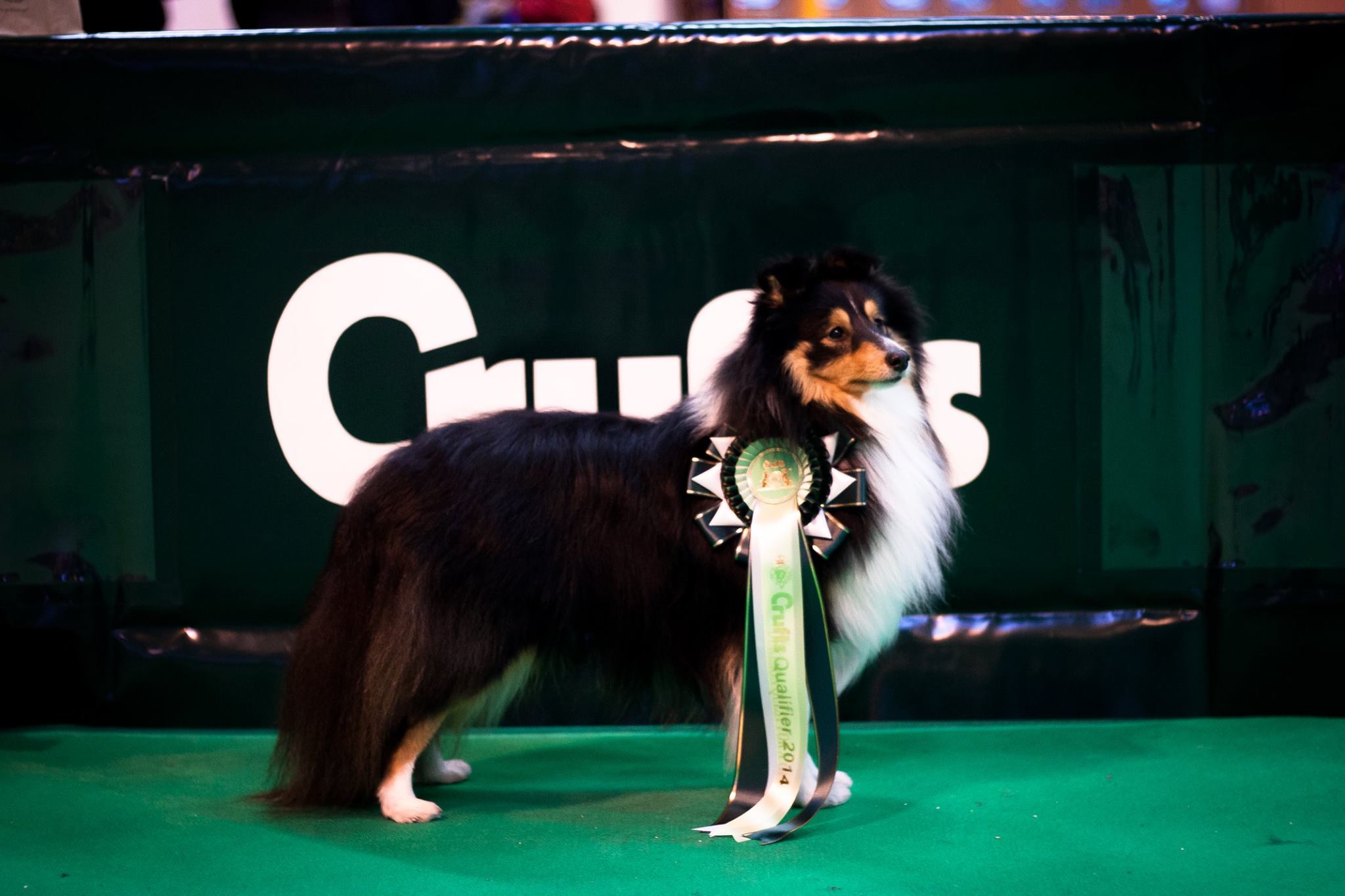 Unsere Reise zur Crufts