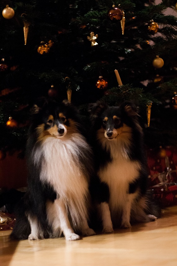 Weihnachten mit Josie und Diego