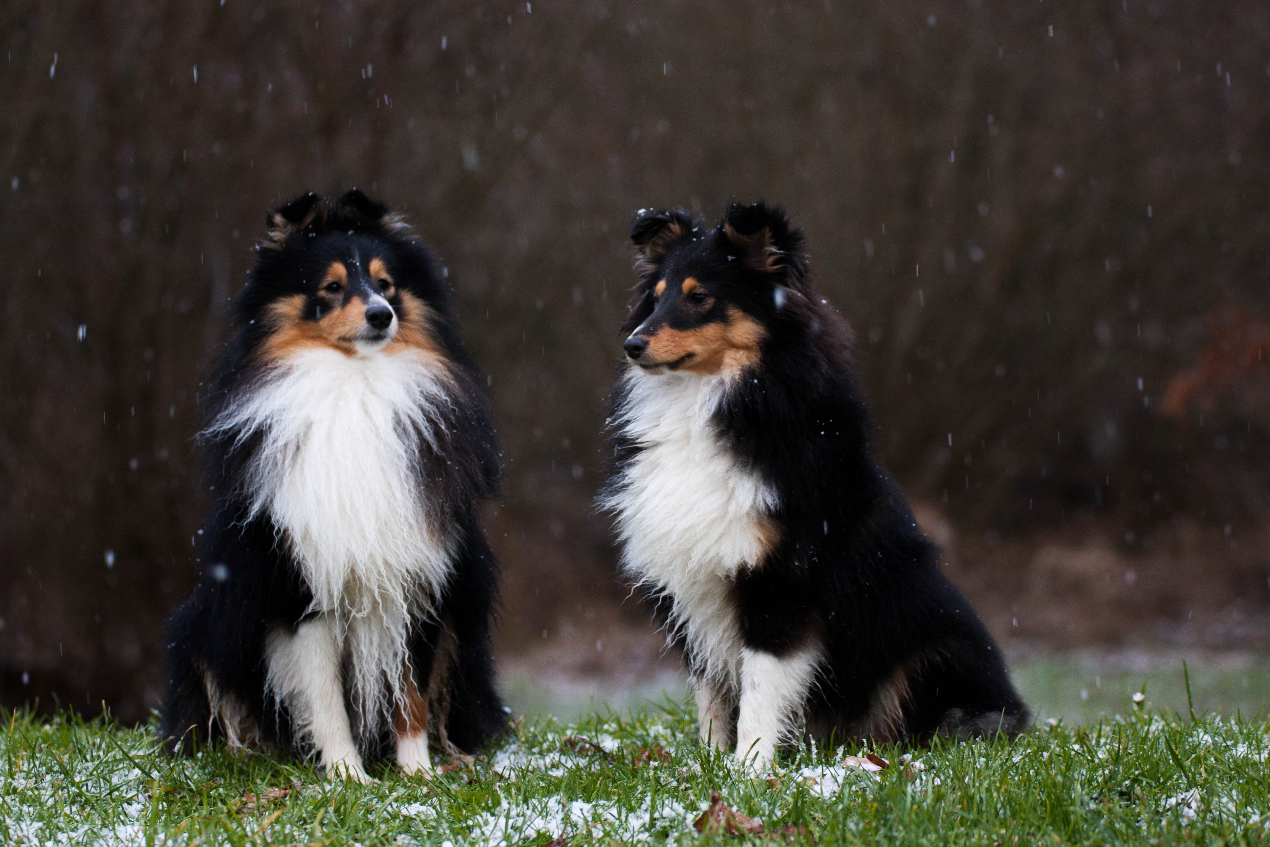 Josies first snow