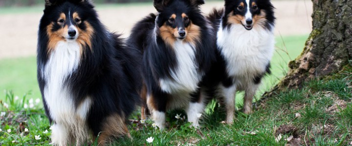 Diego und Josie besuchen Ivy