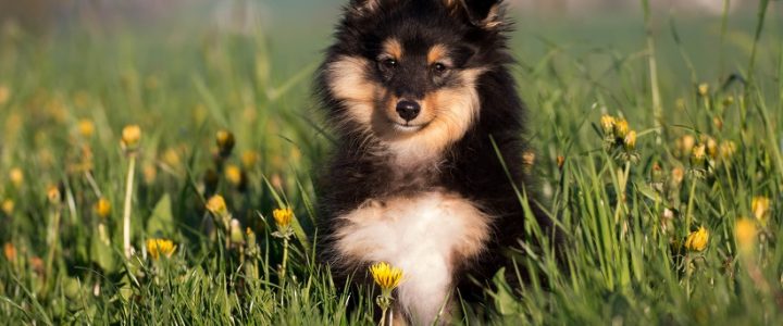 Armanis Entwicklung – Der Sheltie mit dem großen Herzen