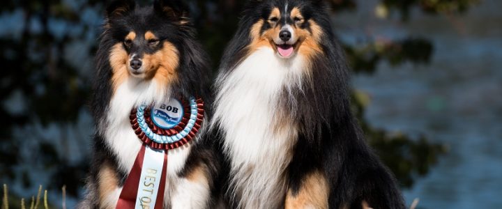 CACIB Karlovac 2016 – 4 Rivers Winner Show