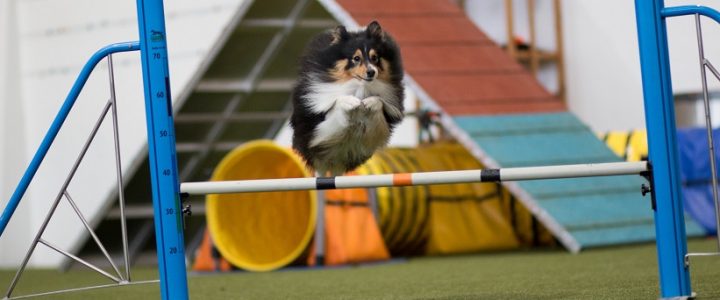 Erstes Agilitytraining in einer Halle